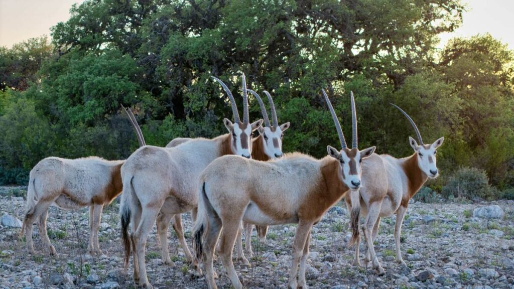 From the Brink to the Brush Country: How Texas Exotic Hunting Ranches Helped Save the Scimitar-Horned Oryx default