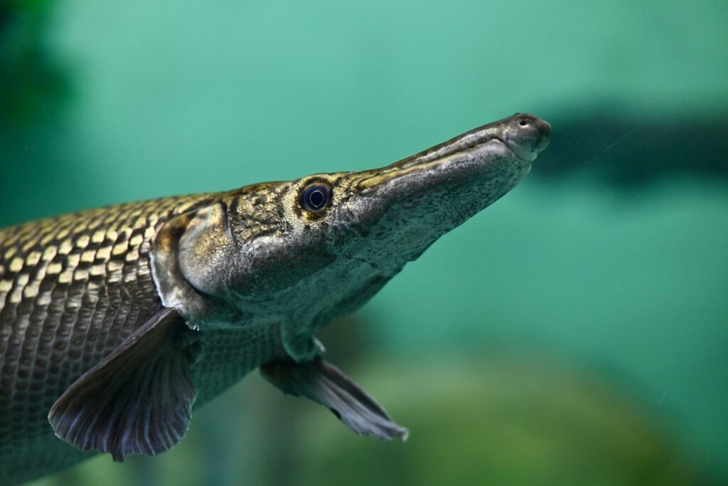 a close up of a fish in a tank