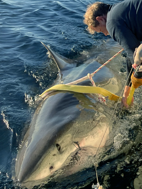 “Contender” the Largest Male Great White Ever Recorded Spotted Off Florida Coast 78191525007 1 17 2025 ongoing field research white shark contender brett mc bride wm