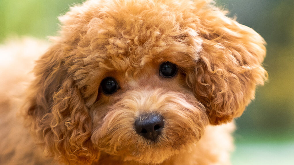 Busting the Myth of the Hypoallergenic Dog ppsou3gee2cxduwg55vxwh