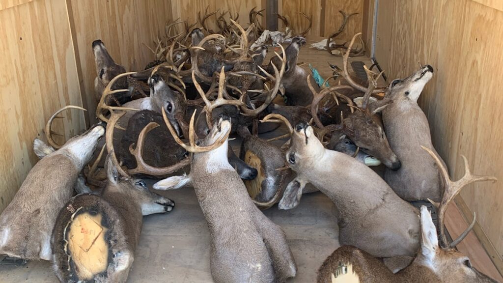 Game Wardens Bust Massive Trophy Deer Poaching Ring in Wisconsin twra comer poaching 122325