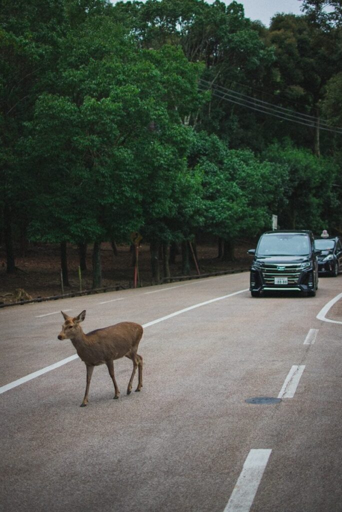 Deer vs. Drivers: The States with the Highest Collision Risk (And How to Stay Safe) brown deer on gray asphalt road during daytime
