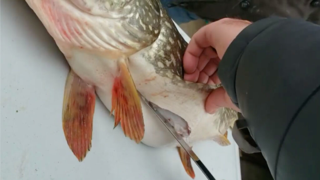 bluegill in pike stomach