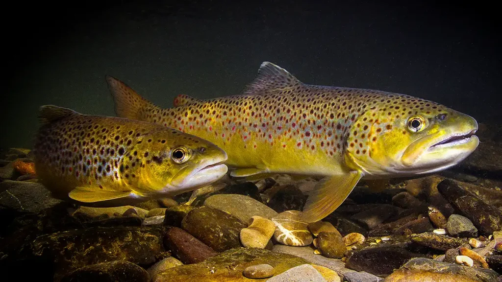 brown trout underwater