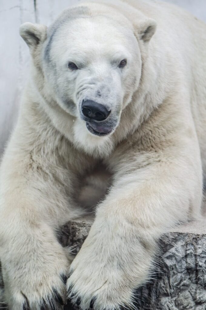 Strangest Animals That Shouldn’t Exist… But Somehow Do white bear