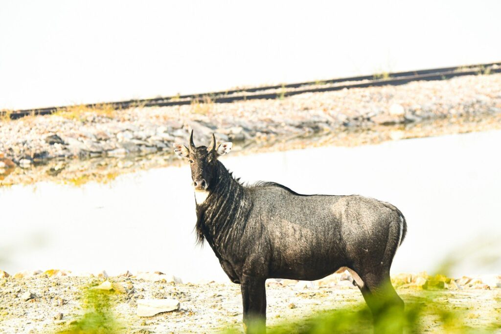 Airboats, Thermal Scopes, and Nilgai: A Look Back at One of the Craziest Hunting Schemes Ever Uncovered in Texas A wildebeest stands near a body of water.