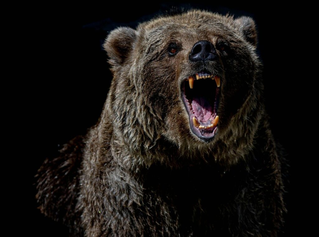 Alaska Jogger Attacked by Bear in Brutal Predawn Attack Near Home brown bear with blue eyes