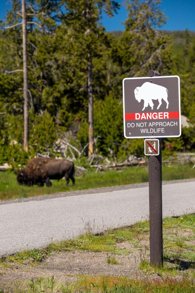Common Sense Says Here Are 5 Animals You Should Never Try to Pet in the Wild wfjmsltxs0vdy96mu uart8hmjjw5vyxwsw0zrwagn3ggrinp3zb0mjpxubh9g9dm0e4lywhzcb3dlp4nwiyh4d0sqtjd85o6kbeq9usn0k