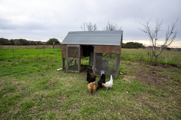 Homesteading Isn’t Just Chickens and a Garden—Here’s What It Really Takes to Get Started 20250117 3h ranch cs 30