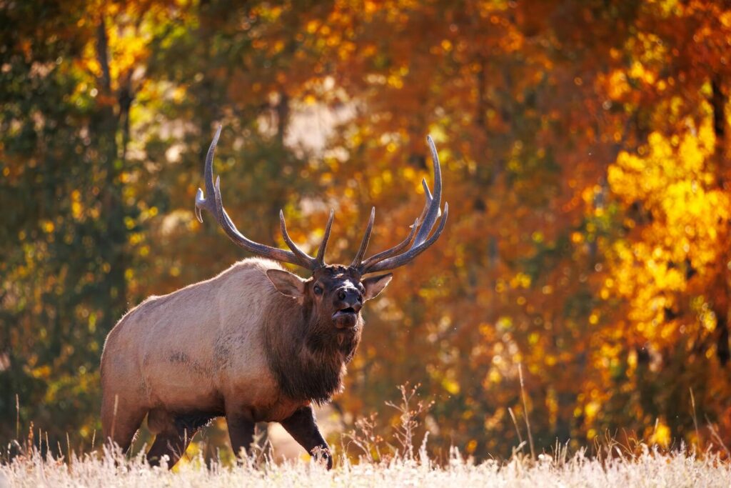 The Best States in America for Elk Hunting: Top Regions, Tag Access, and Trophy Potential A majestic elk bugling amidst vibrant fall foliage in Colorado.