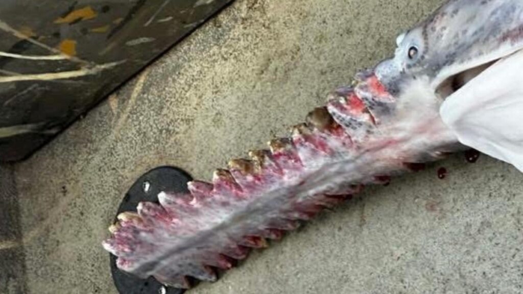 671510337 1239963694889372 2717276672633381508 n