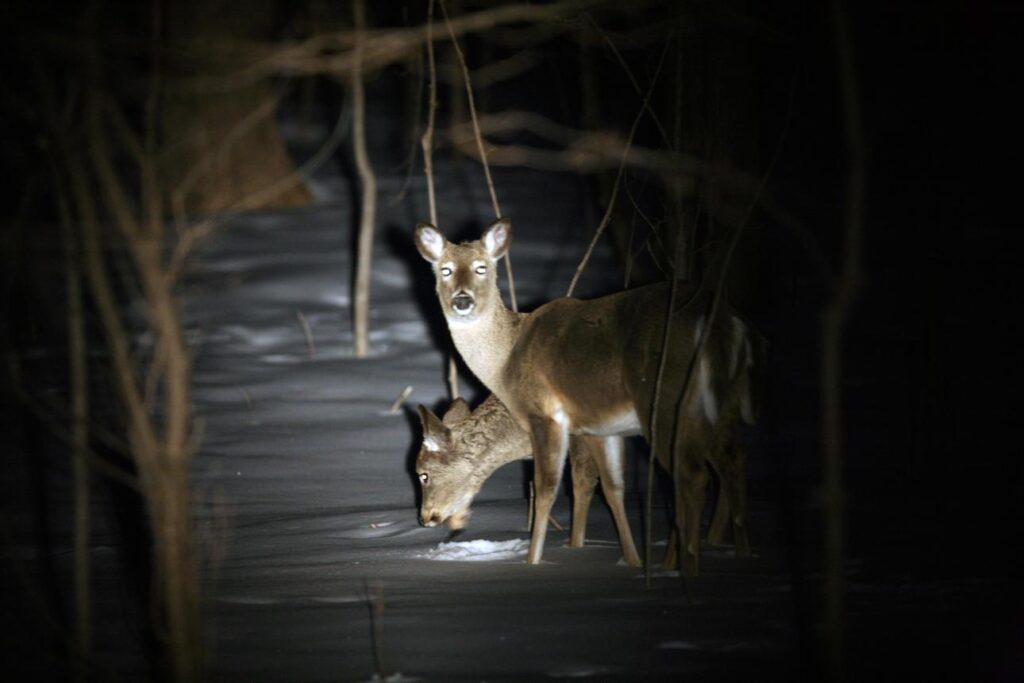 Undercover Game Wardens Infiltrate Poaching Ring—Michigan Hunters Busted in Multi-State Deer Case 7za1hnvcq7fmjyzqgywn3kx5xbtgczhjd4gbgakec0xo3hleqzeb65ls6nsxfsguafs8oiisn1k9z2qfsputfzrrowydqxtii2rr6lha1ioq436inl0nnxr9qddpo6hn66acbzw8quuqonaxa6jmvotmpe2v 6bhscqdjtch9tu