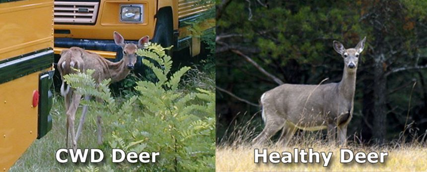 CWD Explained: The Silent Disease That’s Changing Deer Hunting—and Why It Impacts Everyone cwddeer healthydeercomparison