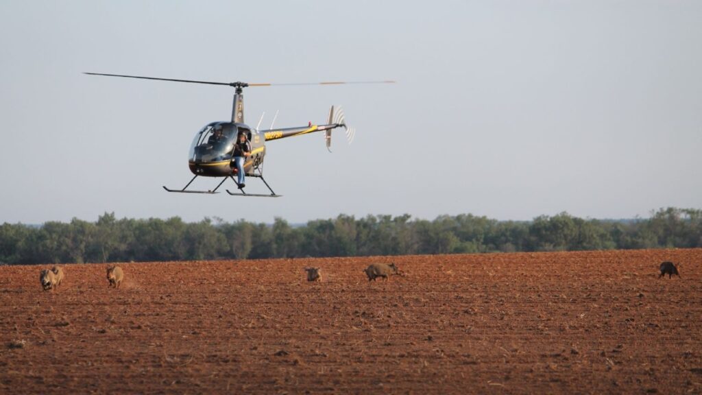 hunters in helicopter hunting hogs