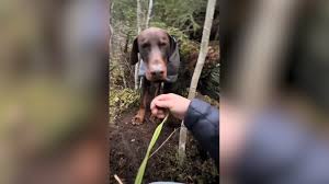 He Went Out for a Turkey Hunt but Came Home With a Lost Dog images