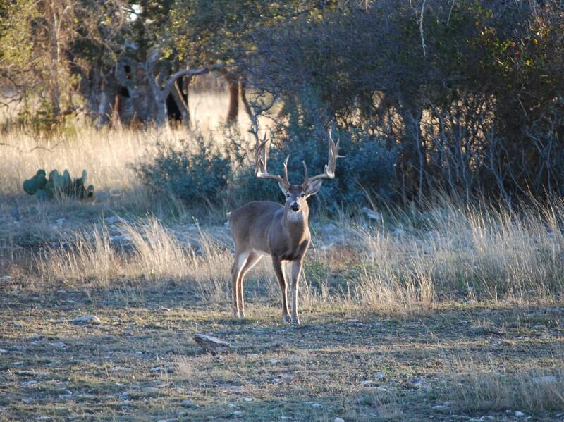 The Legend of the Brady Buck: Texas’ Most Talked-About Ghost Deer lpflt2nldy9gjusjgeb4s0t1memk1fqjxxvyp0e5ryfagyu9hzd12yr wflrdspgk3rtgtuxrkf9zzq81jiyg jhsx1lbcihy5iidc5c8bqmjgrhevqayb7fc9ob6hmswzxmqi2ekywq kvwfctgo1u4amgp9c5crjjhrspc6g