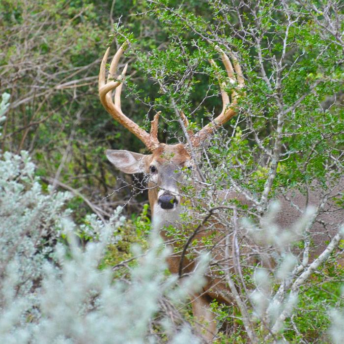 Why Big Bucks Avoid Feeders (And What They’re Doing Instead) mw cg2aoprycw8bwwjnv m4wj9evnv2cb56sdg2 x2mppn7ilwvhiiibfgpsrjaq4gdoomvujbz9papliefysgfr55sg91smlwh c1onmdf9gpse0qwmxzocgkmjltpvbm nwhcny7a z7tgepsuypzlui5g1aev55wwkw47dm