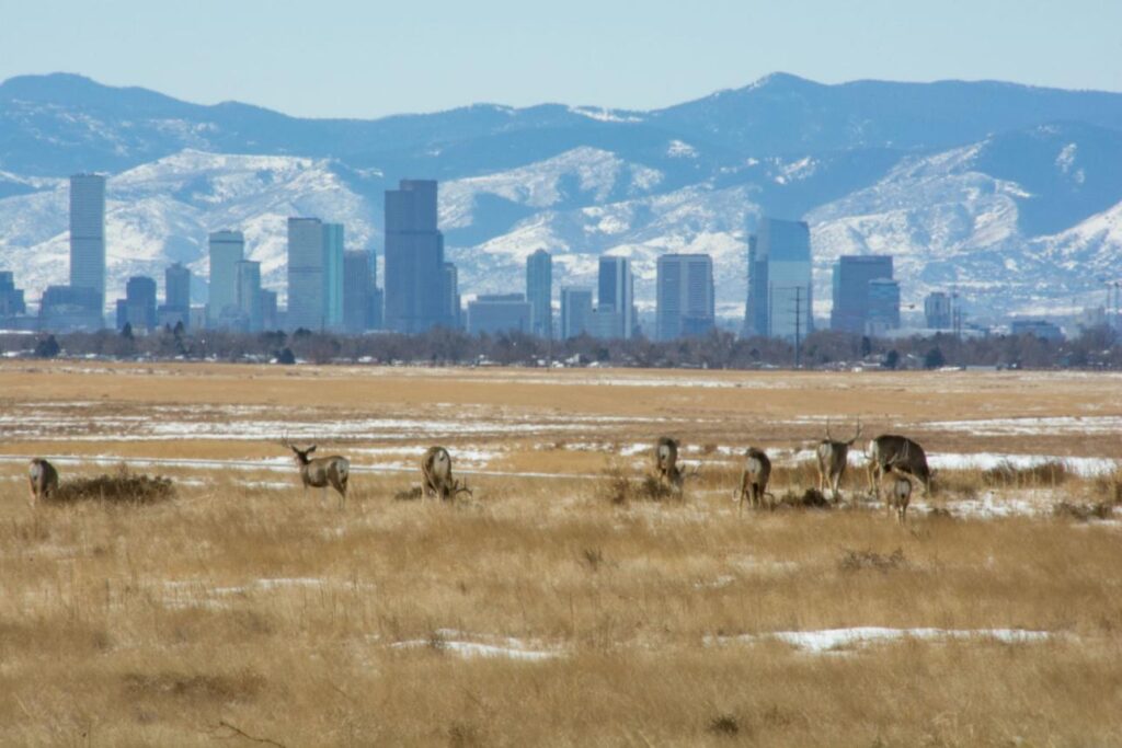 Decisions Made Far From the Woods: Why Urban Residents Are Driving Wildlife Policy rkihmjhm6wuqdc4dcl6xpljhal3x4djnqpp4cvpu4vdhcvmniymd5sr5qubu720ianqlp0wv9j26bgviymqpydgssbezhr5qxhdsuzsr5hg7txk3 bcwvvqxzmtog 0goejdhmslqzyzxqqv9vnxbge1jmt4aian4n zutrtyhan1f 9cyt sa7 eb1g6zyb