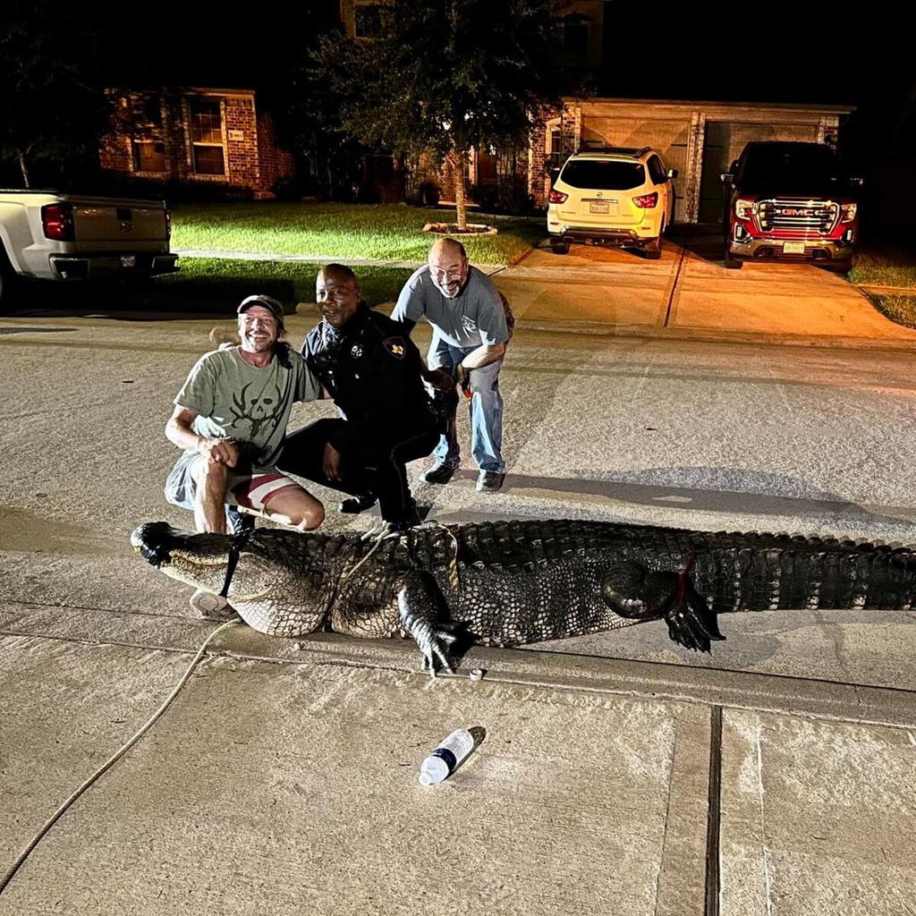 Giant Gator Found Near Katy Neighborhood Has Residents Doing Double Takes jwrvpr 3wi5cuy aj6uqz4r8y jf0ovgvt7c evctnhapdxe11 aufri8yql4ebtd6quszgu5 l9wvoao1f4b4 v57z1vex67ztjmifk5b4i rqansvsmlwup u503jnrjyxl9noapbe3tbpx j 0u2p7na ujb8mshnatqhpma