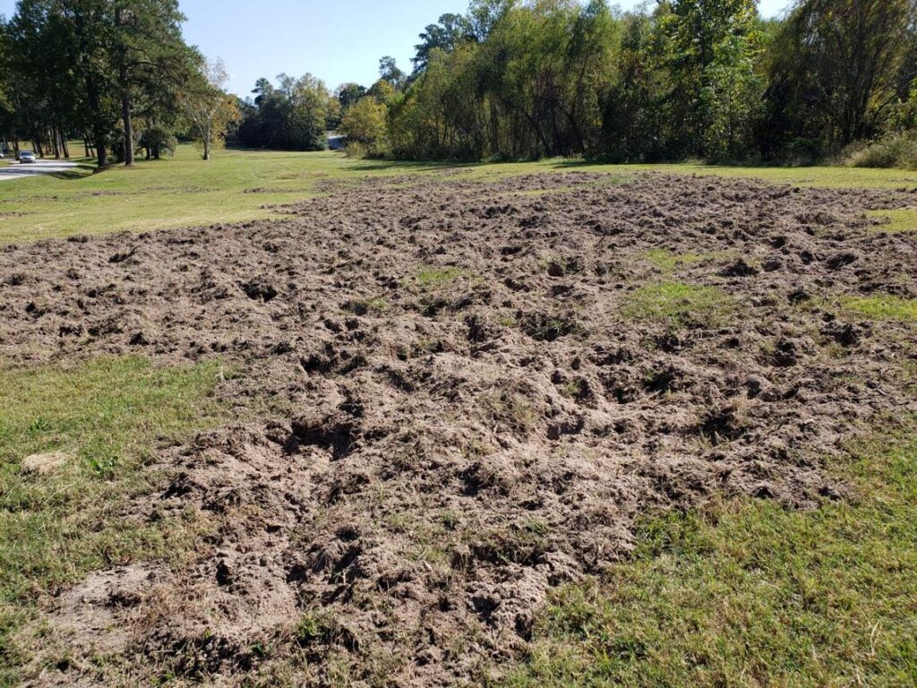 Giant Hog Tears Up Llano County Property—Landowner Says Damage Happened Overnight uncfzsileceispe9vcovwdu3zhy0gwdu8its4ocv usg3hmsmedrq7uw4uov6tjwm7as91 ltyp5mugmjb9a4 njhkbh6vopm6ed5vfx7an 2pb6jwuzidpquqrxv9vs4wc o4w8s1lrv yrnwzvwitx6rxkgf2psx t2iduksy