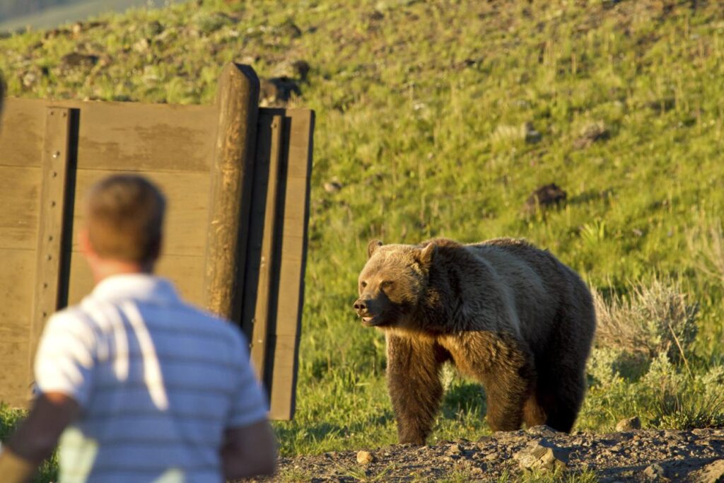 Recent Bear Attacks Are a Reminder: Don’t Mess With Wildlife vjzbhrwxn52g3sgspdjgtqa0kyq6bmq5vswqta6ynpheceaflipihga7oj9q1ql9qfiaeqzezqwbkj6pjylvwynocj e2hwtec xxeuckyr1zjbdbmjd8dck8pnk4hpqcnix60s81vtxxk 5k0fld6sxjv3tehjl3jnbg3eaemdegpca11dcu6nmsjhssox6
