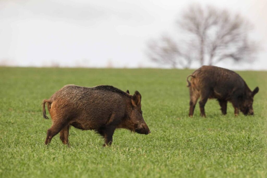 Talk of Giant Wild Hogs Is Not New: Here Are Some of the Biggest Ever Killed in the U.S. w3g zgv2h6kljjaneyvml8ptipiorsfmn4whojtnp68ejdop7fz5qz7zaxw0oxljiiosdm3nsqawk8nds9fjsn82ssplara9uzt4umuki8rm3uyyzd6abws21lmvaaa87qgj0xxhhpwc5tnfdhlkcy hovnsnwdc79etgd4r1as