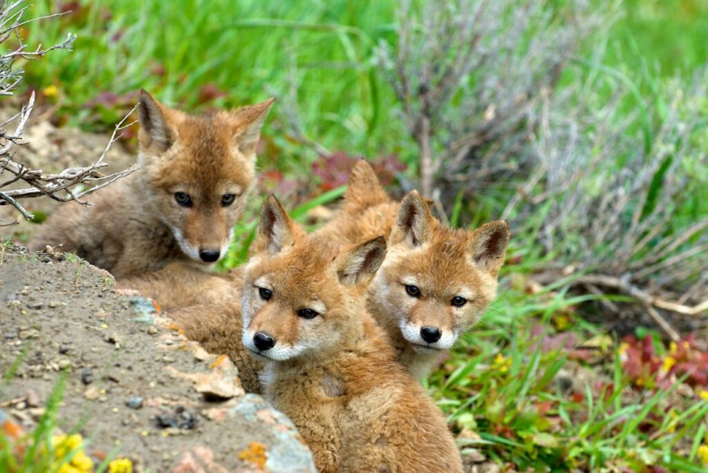 Does Killing Coyotes Actually Create More Coyotes? Breaking Down the Myth wwv r9yi3fc1alhsyoqlqsh u0lhf yhhj0w2ukd dfzmntq1bpz1unqe 0irpf68istz9nkkg9fctjca ytegh52ol7arz552mx pl p8rrapx7zq92tzf8epf4zjyyqdox6co4rpzhor ywf0jikkq5rxazr8sdx1lvq ejrv4j6armvngcz0bjbitgmq0