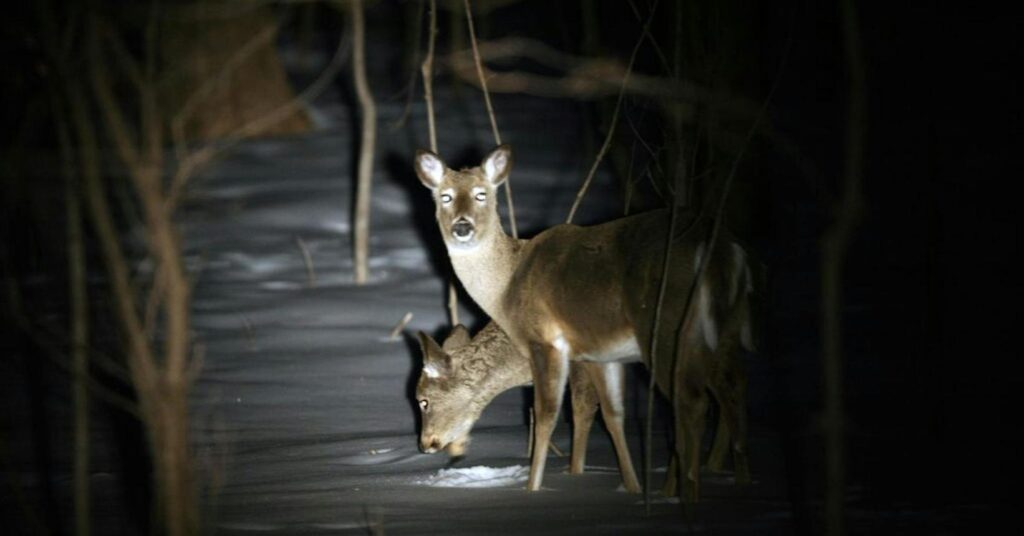 State Wildlife Officers Crack Down on Illegal Spotlighting rjveldufui82lxxyzodlawpasjqv03ciycr50o20w t1nhofi jjm5rlq2w ydrnx0eczoue6f4fd72qmtqfcjjh9lgs54gkcab eelnppbgsknjx1wedzb gm9ke mp 6h3nayr6roaz fhe44j 0xvoddqibq2mscrr87ctlq