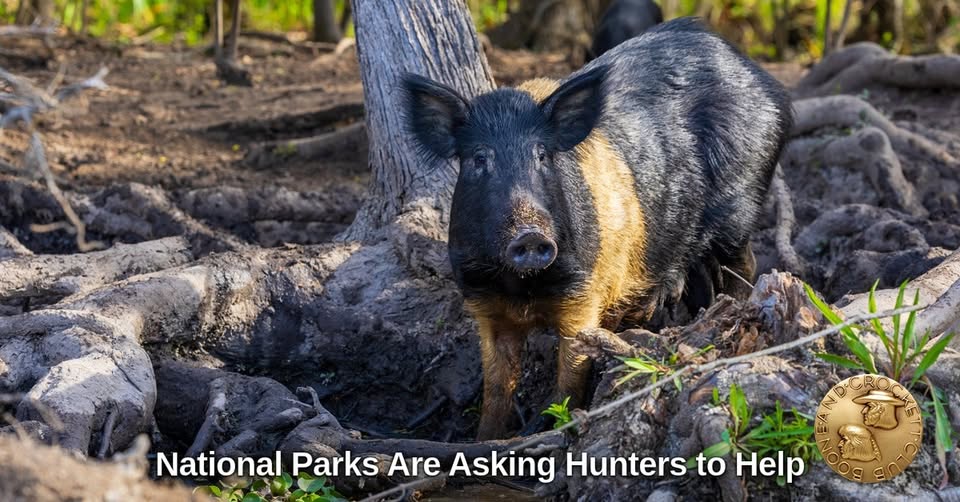 National Park Service Is Asking Hunters for Help With Feral Hogs—And Many Say It’s Long Overdue 709325974 1429488419223034 3707970746512618542 n
