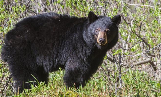 Ranch Owner Shocked After Black Bear Appears on South Texas Property—Wildlife Officials Say It Is Happening More Often. Studies Show the Black Bear is Recovering Faster Than Expected. bl42knfexof9dqrnkaj bfhhohfkjboh4y1lnaafccypqm7zwu3fjbf0md uz2yfemex ity83in1zukr 2rvt xppccz76z0epbz2wdbeppefvoc1mn2lbqxwutildgiztppehon69zcpn o8olvfklblxxh zmyloej91lo