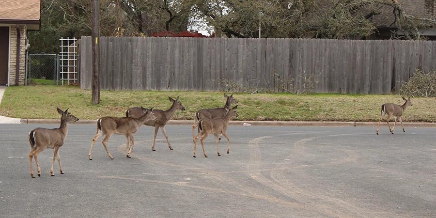 Texas’ Neighborhood Deer Harvest Program: Smart Wildlife Management or a Step Too Far? uexmsgyemmg9udybvn5ajiiqp3aobb20fnqdymwpbdtkmn3ygzpqm qohcjqa3mpeccbiu jh i2upf kislskjftmsfq0mdgbf z2legpk7q6vcxsjcalsanulbpxiew2yqhzbadfjy3wfypfuk ysjnc3pt3rv6pb8qm1tb4