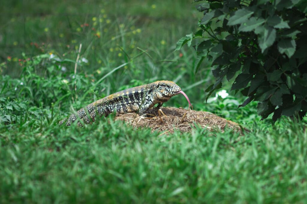 Georgia Officials Say Kill This 4-Foot Lizard If You See One—Now It’s Spreading Across 30 Counties bthyystoaosberdphq jdiygjjzdsy18o2pgdirnqhpj2l rmelqr7vdbw2tcxu2eqtdeui webghiymyehs7tqcd7vnrvegb0a6xwffr4j0hzgvaogo wd7pklc7pna4mxk8 cv vt5e4wwp8f4qeaxy0xyyfkqpqs9gyjg0bie27jj95zte3aicpatqqji