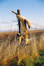 Neighbors Start Fighting After Dead Coyotes Appear Hanging on Gate—Police Called, but Little Could Be Done download