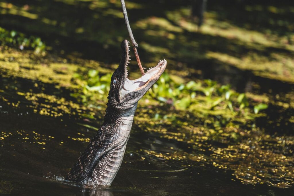 South Texas Fisherman Thought He Hooked a Bass—Then Something Massive Exploded Out of the Water manivyiiaaqzueoil1sgqsawlal8rdiguv6vfeiamo1t2qrgblzbsqdfc3v xp wzurjutem8cvgyez gpts6l30xwx4 wh5nadss yvh9nmx7ud0 wkjwydwovyeywqhltkm 97snhpnixgtkoi0kkr03odwoik0 buvoa axlrwjlrjxrporgneo7tx9 p