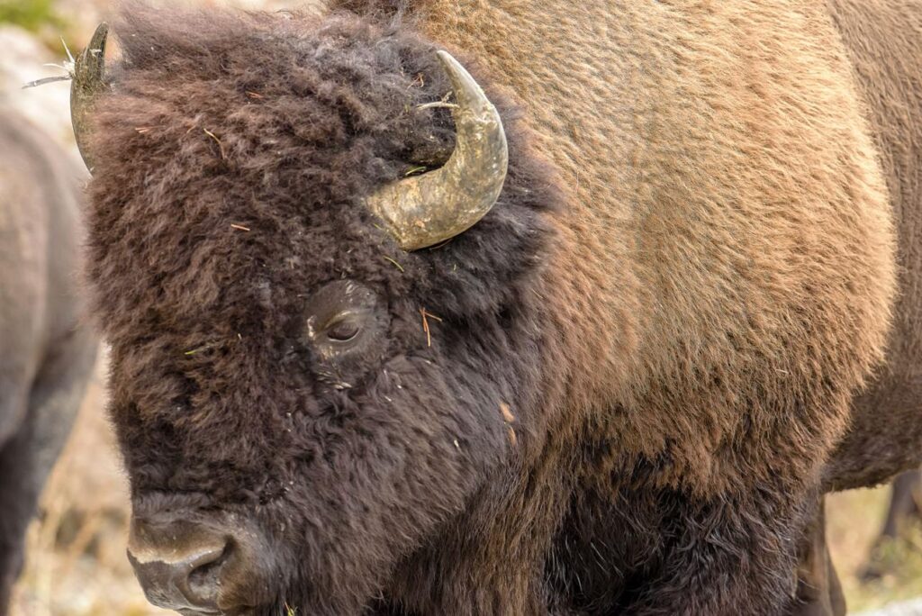 Tourist Got Too Close to a Yellowstone Bison—Then the Animal Sent Him to the Hospital q6hx w7796 tgooeefyzmb2dvqbpjsa8 zyaxasxjxmnmchodrzum2hvyt6ukhspqt0lsj lkdqdyzlad9qll059wmfwen9i36bt8klim2wooucaqjgxuh3ezalcc99owcro 2njd ikqsyy3f7obmlyxwl glvbgrpqglozp0pk88d49uqydsps9apl1uk