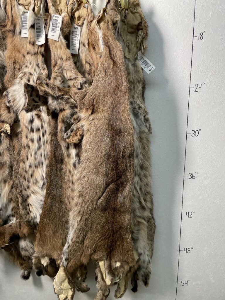 Why Bobcat Fur Is Suddenly Big Business Again—Demand From China and Europe Fueling The New Rush for Fur uz8ijzg1bc7rk9lw3n leg7v nshpmffmol4idy47mjdeabpwxizhng3ndoxddrkxy5shr6swa6jicmbr zbklaawb7g6pyi4wptxestrw3te1waqwdavs5bxlb13xk2ua01sd5ats5irmnpehz6tz8elvnx57kwrl al3l8ije